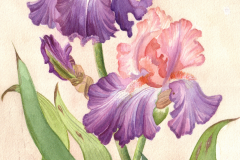 GardenPartyiris
