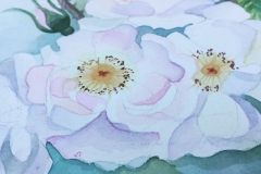 WhiteRoseDetails