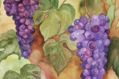 grapeharvest