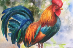 rooster